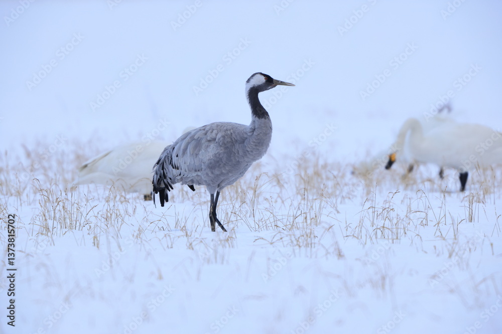 Obraz premium The common crane (Grus grus), also known as the Eurasian crane, is a bird of the family Gruidae, the cranes. This photo was taken in Japan.