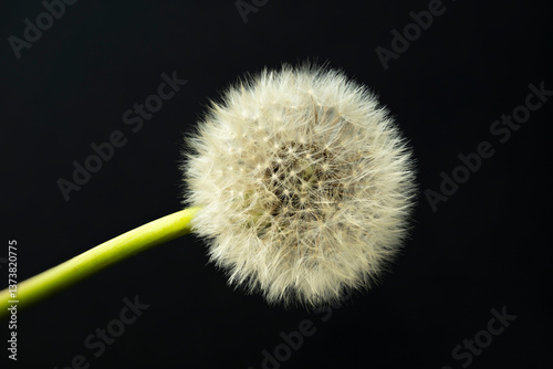 close up of dandelion seedhead on dark background