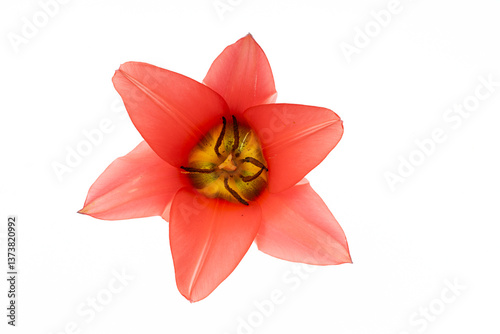red tulip close up on white background