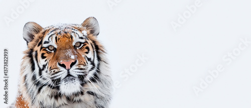 Obraz na płótnie Bengal Tiger on White Background with Copyspace. Majestic Predator, Wild Beauty, Fierce Power. w salonie