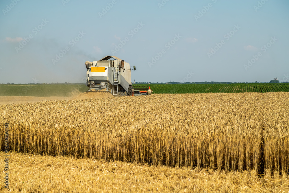 Obraz premium Combine harvester at work on a wheat field under a clear blue sky