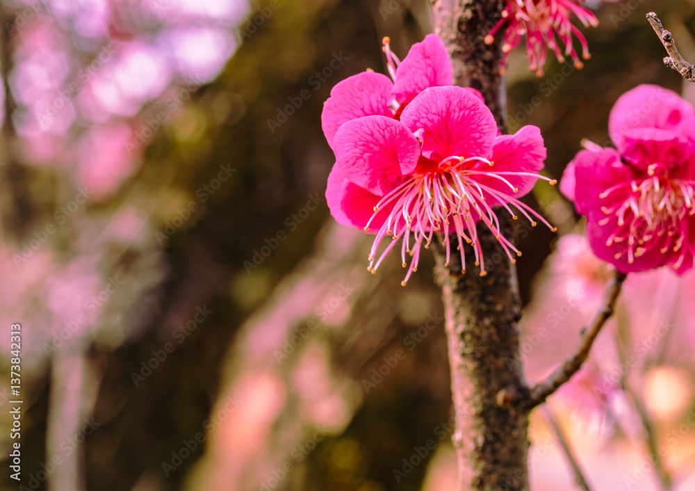 Obraz premium 本庄運動公園 梅の花4ｰ49