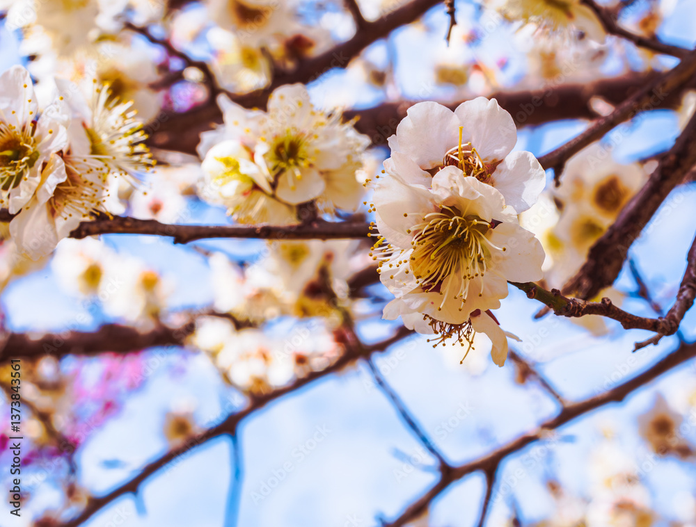 Obraz premium 本庄運動公園 梅の花4ｰ104