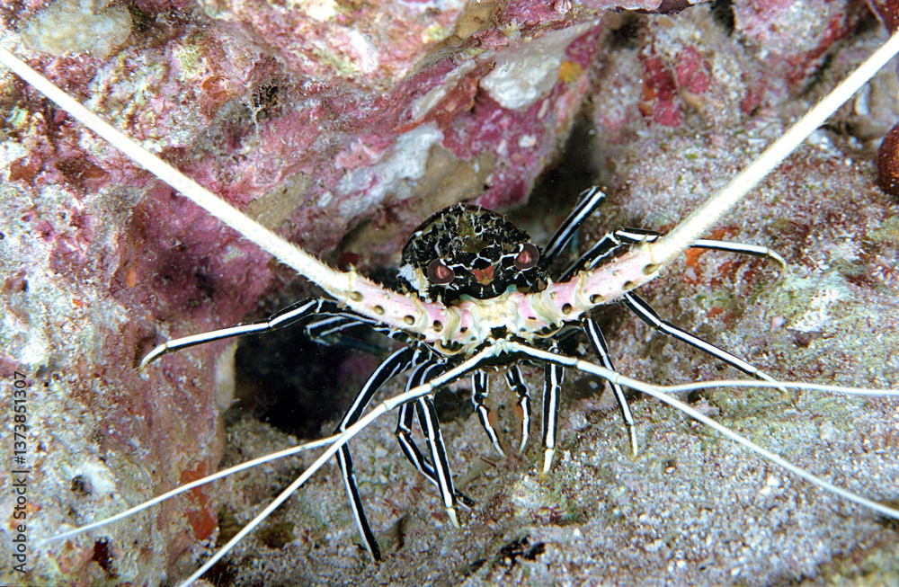Φωτογραφία A close up view of a tropical lobster hiding in a coral reef hole and showing its antennae out