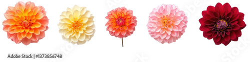 different-colored dahlia flowers in the same shape on a white background, png
