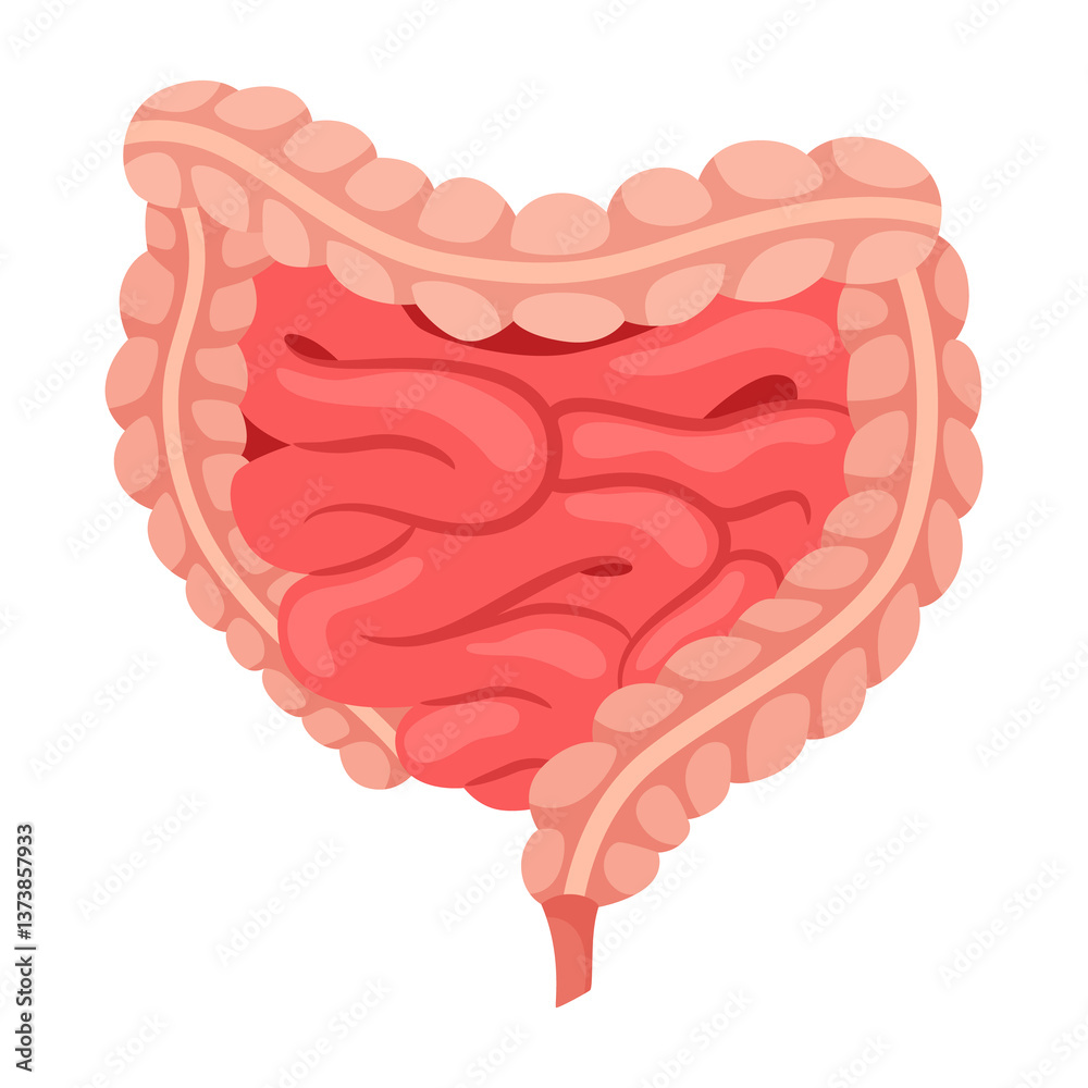 Internal human body organ - intestine, info poster. Medical anatomy infographic element. Medicine concept, healthcare. illustration