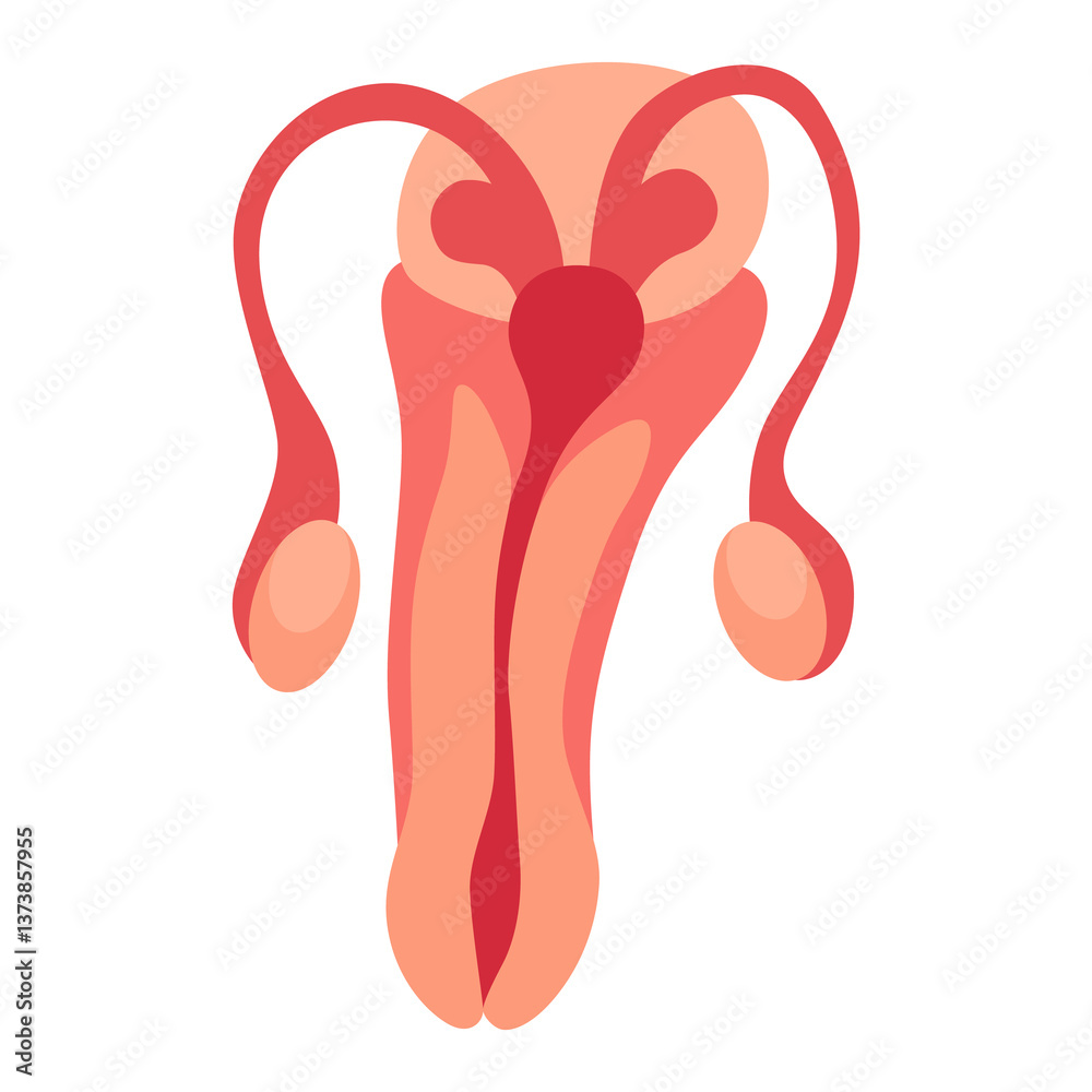 Internal human body organ - reproductive system, info poster. Medical anatomy infographic element. Medicine concept, healthcare. illustration