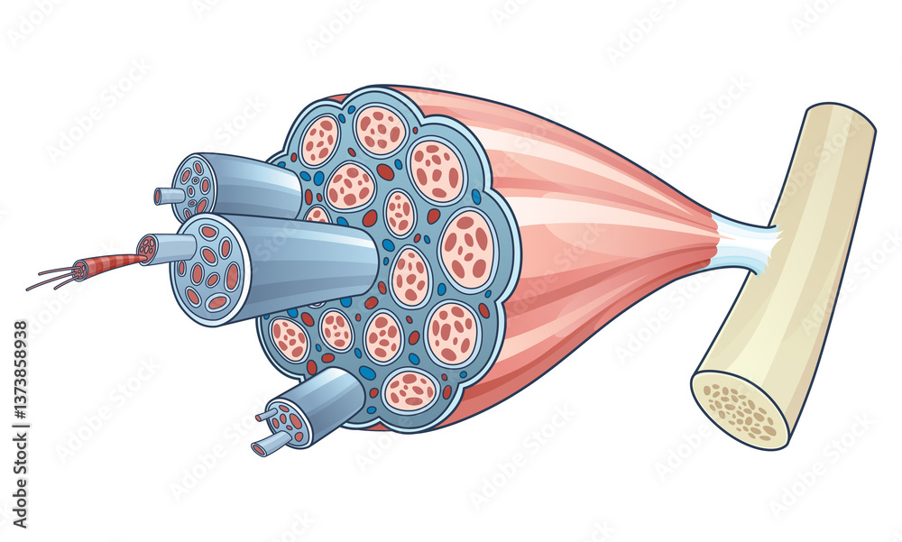 Skeletal muscle anatomy outline diagram. Structure with anatomical inner layers. Educational medical illustration