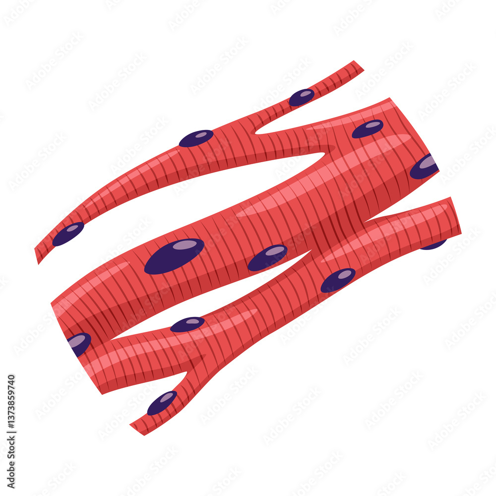 Cardiac muscles tissue with specific function. Medical poster design illustration. Science educational symbol