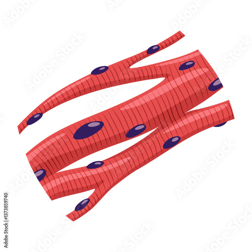 Obraz na płótnie Cardiac muscles tissue with specific function. Medical poster design illustration. Science educational symbol w salonie