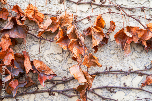 This close-up image captures dried, curled autumn leaves and thin brown vines clinging to a beige textured wall. Perfect for seasonal designs, backgrounds, or editorial use focused on change, aging