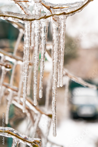 Detailed close-up of long, clear icicles hanging from tree branches in a wintry outdoor setting. The sharp transparency of the ice contrasts beautifully with the soft background blur
