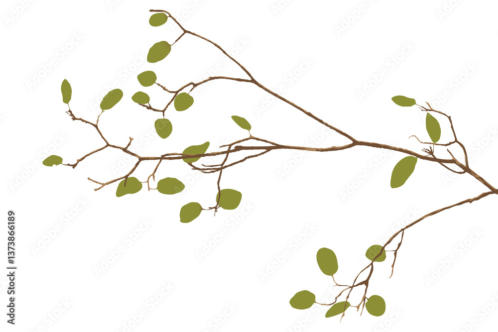 Obraz premium Tree branch with green leaves isolated graphic illustration.