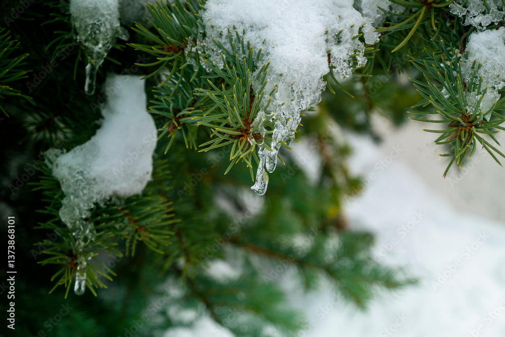 snow and frozen drops of water on the needles of spruce branches. The concept of spring, thaw, New Year mood. green postcard with a macro view of nature