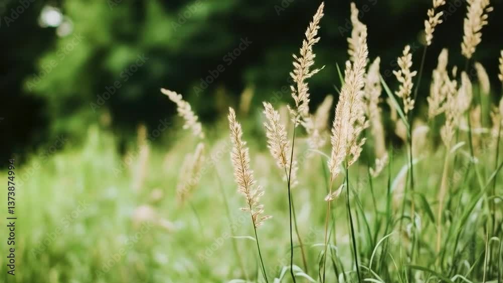 Wild meadow plants swaying in the summer breeze Wild meadow plants swaying in the summer breeze