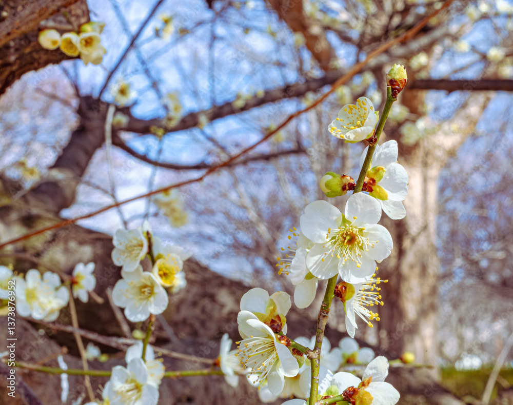 Obraz premium 本庄運動公園 梅尾の花5ｰ59