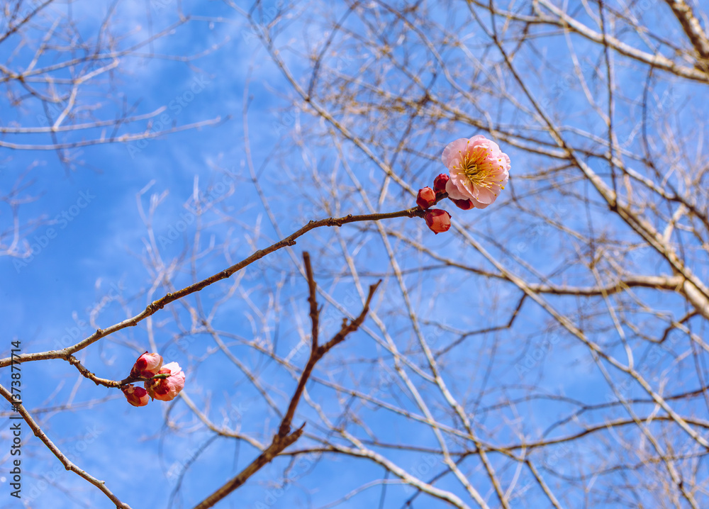 本庄運動公園 梅の花5ー136 本庄運動公園 梅の花5ー136