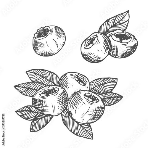 Blueberry sketch vintage ink food drawing