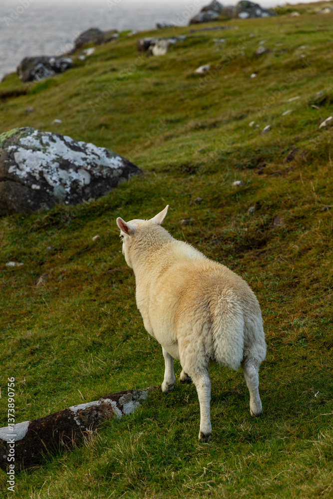Obraz premium Sheep and goats grazing peacefully on the dramatic cliffs of Scotland and the Isle of Skye. A striking contrast of wildlife and rugged landscape, where nature thrives above the roaring sea