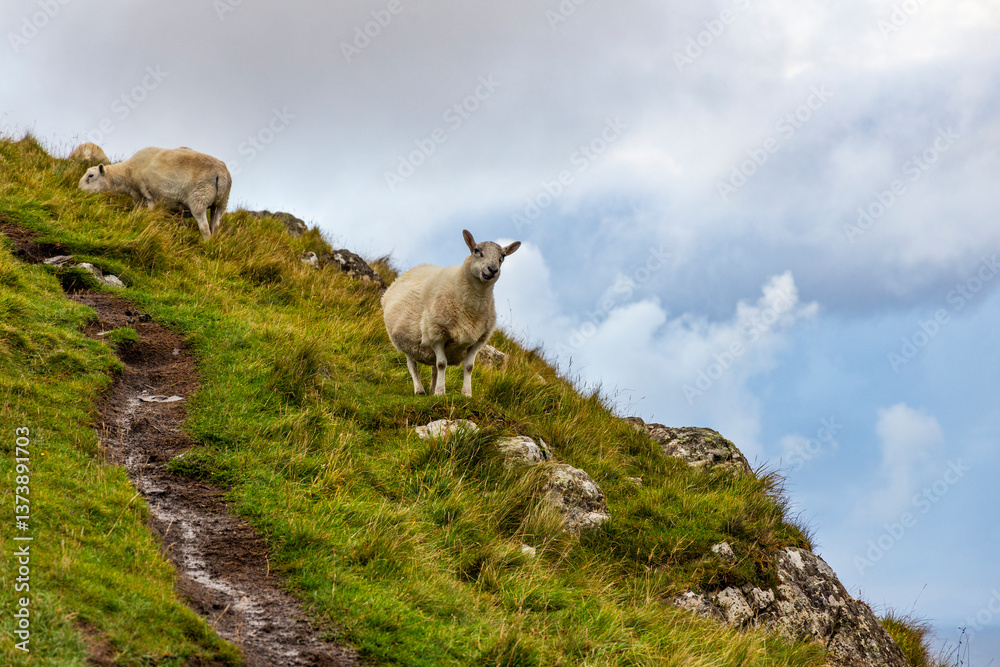 Fototapeta premium Sheep and goats grazing peacefully on the dramatic cliffs of Scotland and the Isle of Skye. A striking contrast of wildlife and rugged landscape, where nature thrives above the roaring sea
