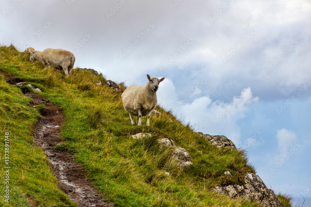 Sheep and goats grazing peacefully on the dramatic cliffs of Scotland and the Isle of Skye. A striking contrast of wildlife and rugged landscape, where nature thrives above the roaring sea
