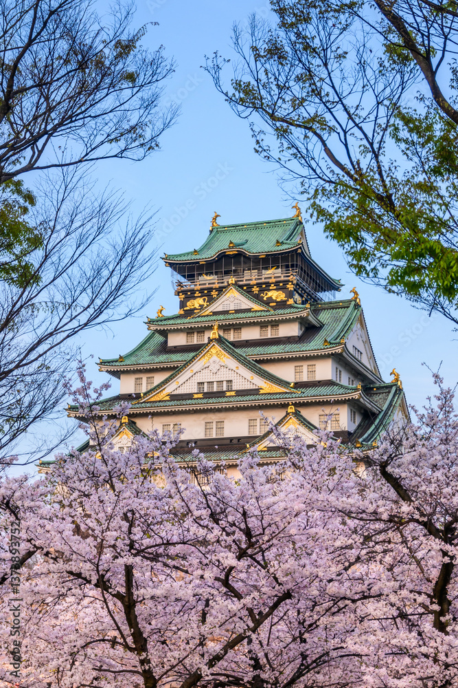 Fototapeta premium Cherry blossoms in full bloom frame Osaka Castle. The castle's green roof and stone walls stand in contrast to the delicate pink and white flowers
