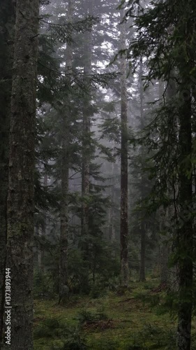 trees in the forest
