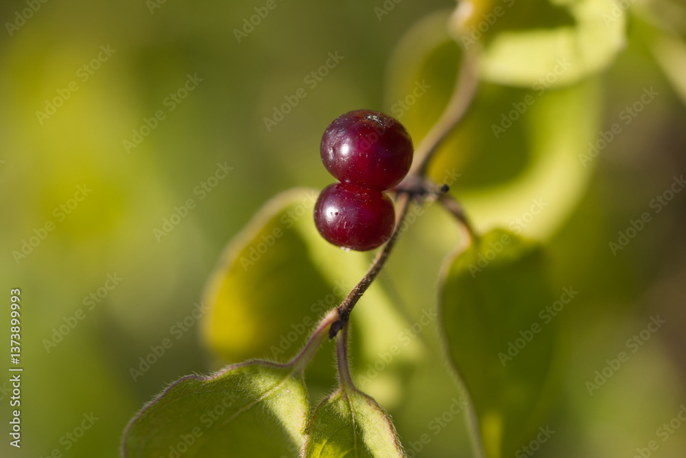 bright berries of red honeysuckle, wine-red berries of Lonicera xylosteum, green background, coalesced berries bright berries of red honeysuckle, wine-red berries of Lonicera xylosteum, green background, coalesced berries