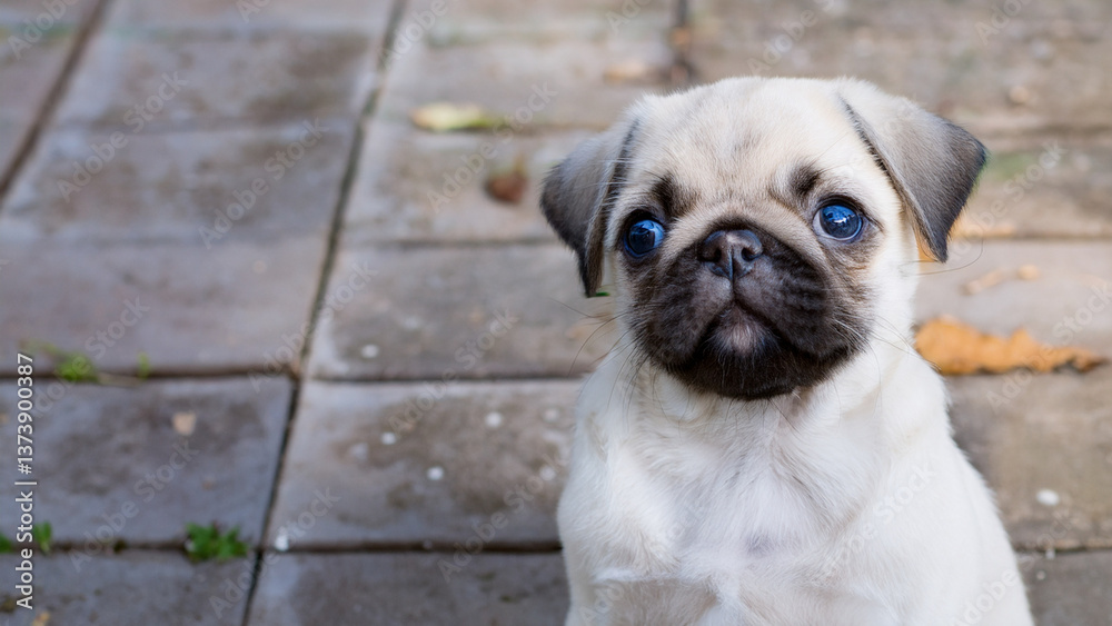 Obraz premium かわいいパグの子犬