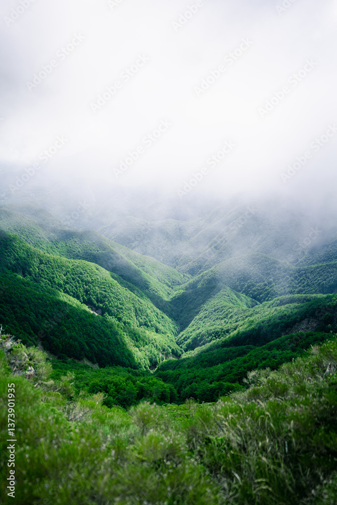 Obraz premium misty morning in the mountains