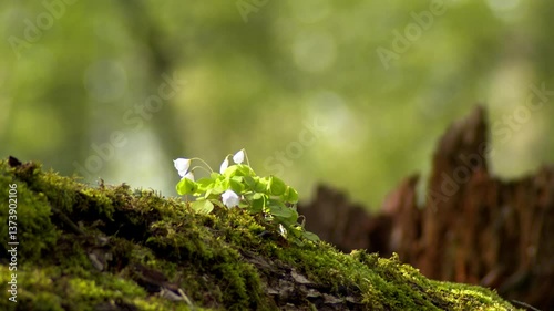 Białowieża. Spring. Spring in the Białowieża Forest. Białowieża Forest. Spring nature in the old forest.Bialowieza