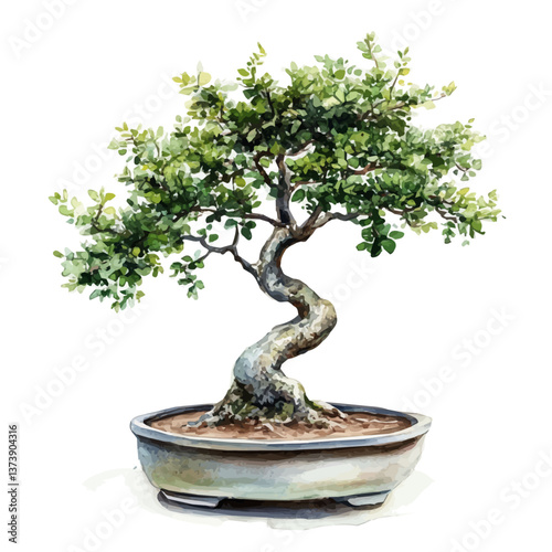 A watercolor vector of a Chinese elm bonsai, isolated on a white background. Chinese elm bonsai vector.

