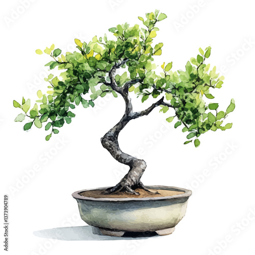 A watercolor vector of a Chinese elm bonsai, isolated on a white background. Chinese elm bonsai vector.

