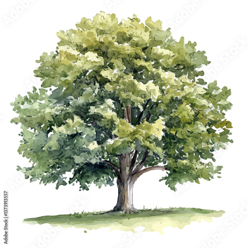 A watercolor vector of a chestnut tree, isolated on a white background. Chestnut tree vector.

