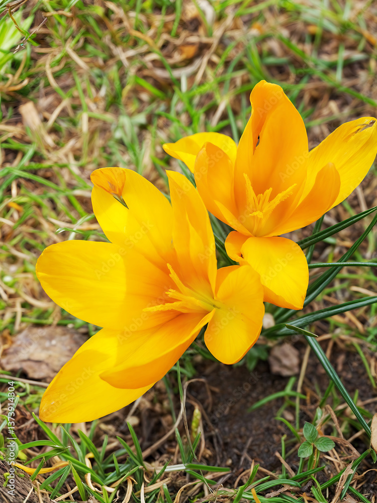 The first spring crocuses breaking through the snow, symbolizing the awakening of nature. The first spring crocuses breaking through the snow, symbolizing the awakening of nature.