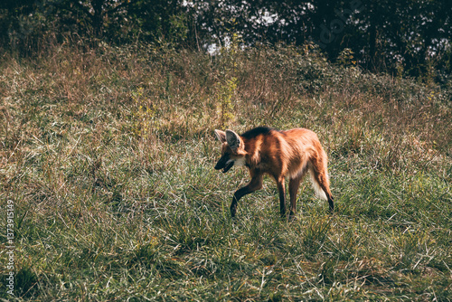 Maned wolf walking through grassy field