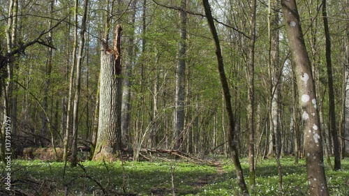 Białowieża. Spring. Spring in the Białowieża Forest. Białowieża Forest. Spring nature in the old forest.Bialowieza