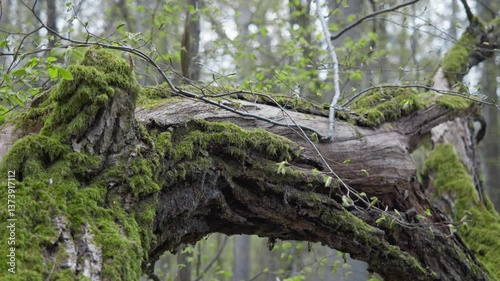 Białowieża. Spring. Spring in the Białowieża Forest. Białowieża Forest. Spring nature in the old forest.Bialowieza
