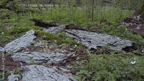 Bark beetle. Forest destruction. Białowieża. Trees destroyed by the bark beetle. Spring. Spring in the Białowieża Forest. Białowieża Forest. Spring nature in the old forest