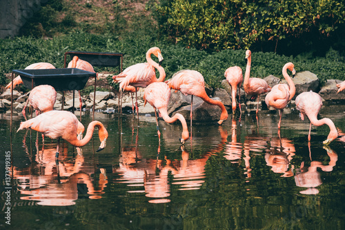 Group of flamingos feeding in a shallow pond