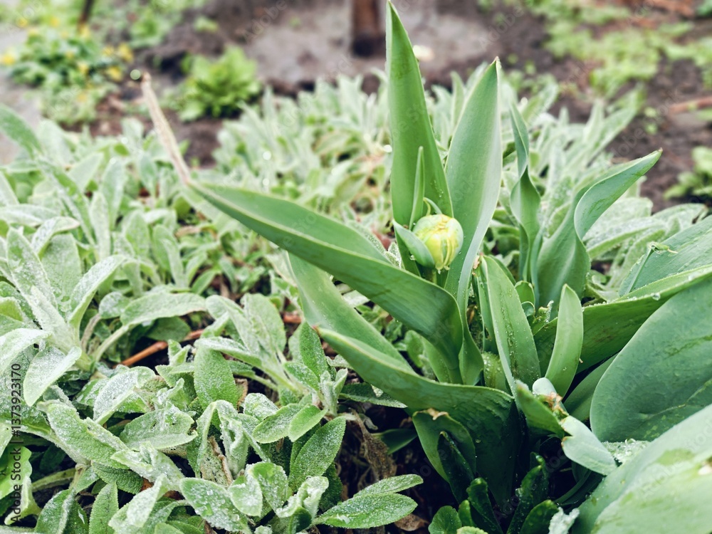 Obraz premium flower leaves in raindrops close up