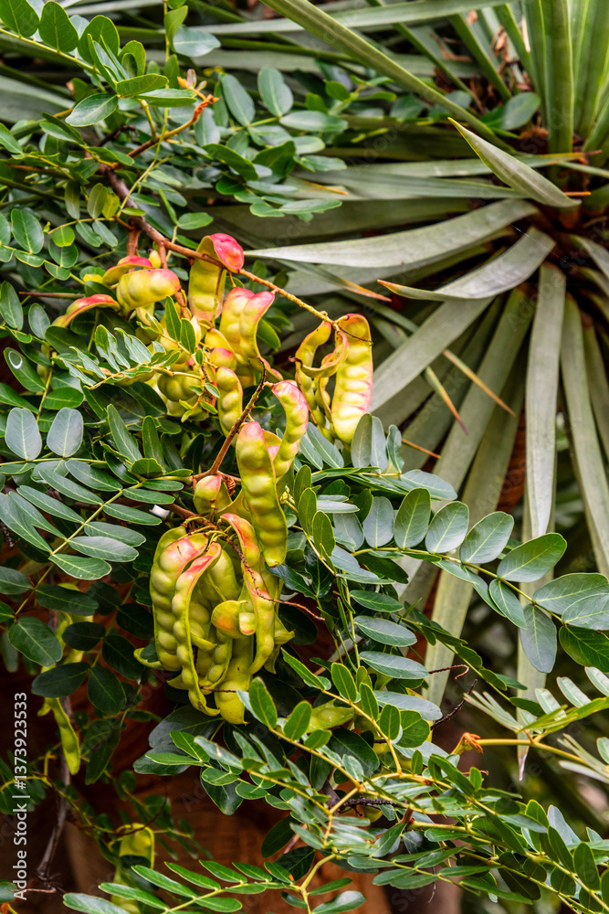 Obraz premium Caesalpinia spinosa pertenece a la familia Fabaceae.
