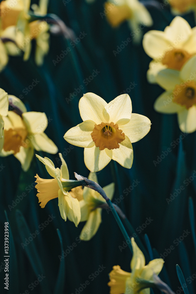 Yellow narcissus Yellow narcissus