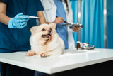 veterinarian and an assistant fill out a sick puppy history