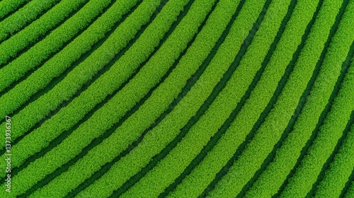 Aerial View of Lush Green Tea Plantation, Rows of vibrant green tea plants from above.