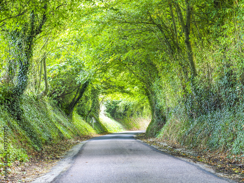 Grüntunnel, Idyllische Landstrasse, Calvados, Normandie, Frankr