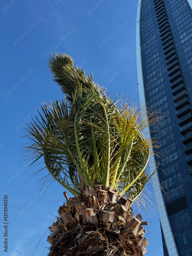 Young palm tree in front of modern skyscraper