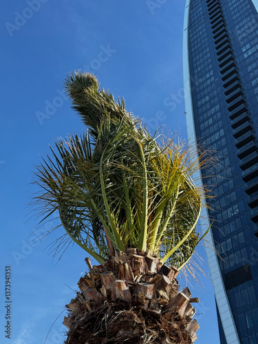 Obraz na płótnie Young palm tree in front of modern skyscraper w salonie