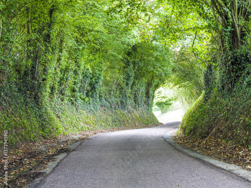 Grüntunnel, Idyllische Landstrasse, Calvados, Normandie, Frankr