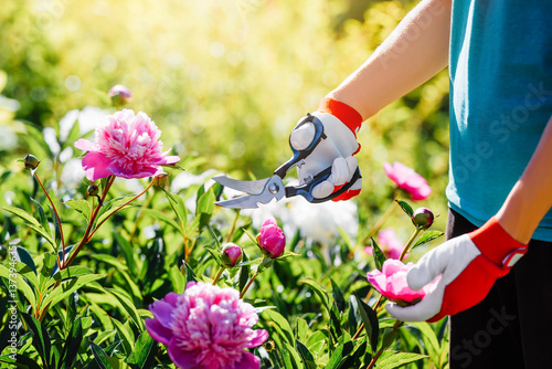 Fototapeta Naklejka Na Ścianę i Meble -  Gardener's hands cut large pink peony flowers with scissors, close-up.